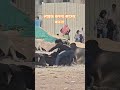#cow #viral #gym #gym #funny #comedy #up #hindisong #motivation #hindi #vlog #youtube#love #trending
