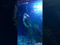 رقص الأسماك على أنغام الموسيقى سبحان الله Shorts 