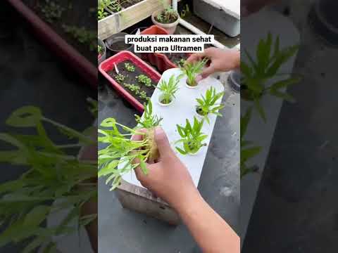 Video: Kebun Hidroponik Mini: Menumbuhkan Taman Hidroponik Meja