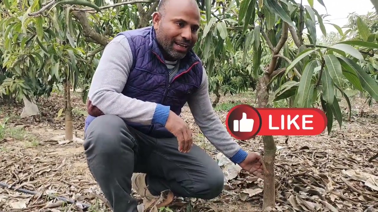 تشققات قلف المانجو