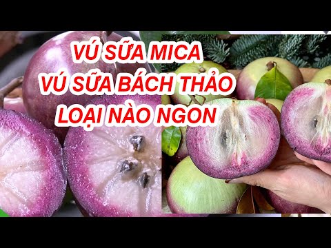 Vú sữa Mica và vú sữa Bách Thảo ăn như thế nào 