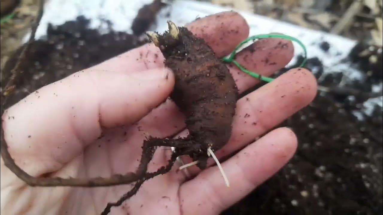 Пион бартзелла ростки. Почки пионов. Почки на слепых корнях пиона. Клубни пиона. Старые корни пионов.