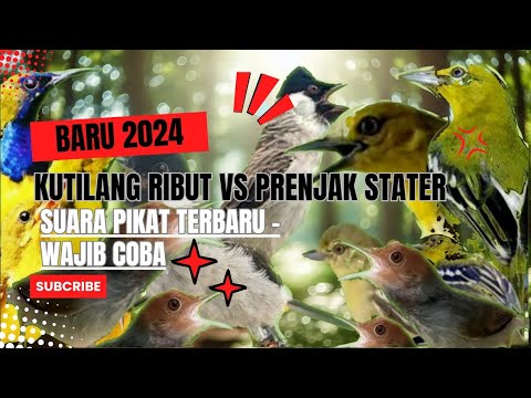 Pikat Andalan Fikh Official - Kutilang Ribut Vs Prenjak Setater Suara Pikat Terbaru 2024