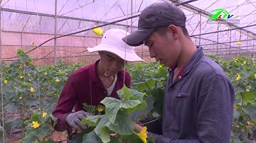 Các hợp tác xã nông nghiệp tăng cường chuyển đổi số  | Lâm Đồng TV