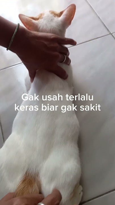Cara menangani kucing birahi tanpa dikawinkan dengan kucing jantan!!#shorts #kucing #youtubeshorts