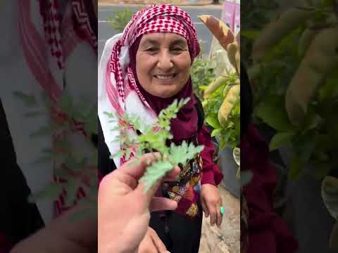 السمن البلدي البلقاوي منتجات اجدادنا ميسر الحياري السلط السعودية قطر الامارات الكويت بلدي