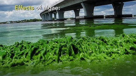 Video: What to know: The algae bloom