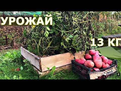 Видео: Информация о коробке с картофелем: как выращивать картофель в картонной коробке