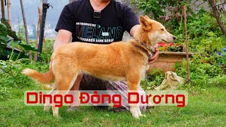 Dingo Đông Dương Việt Nam là một trong Tứ Đại Quốc Khuyển
