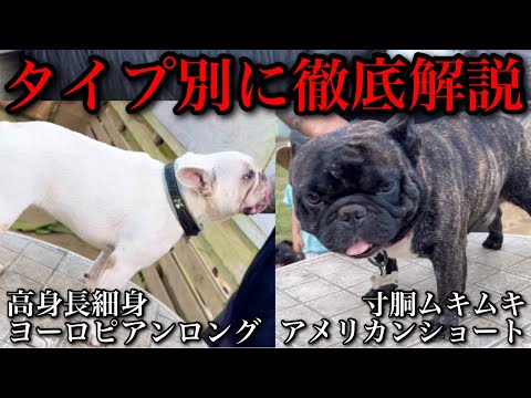 【フレンチブルドッグ】あなたの愛犬フレブルがどのタイプか分かる動画