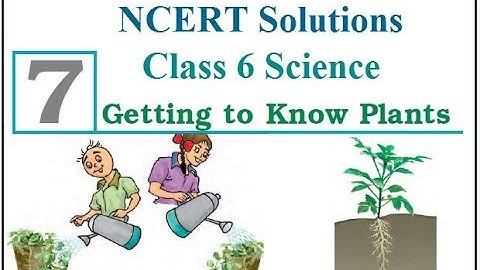 Class VI Science 11 11 2020 by Ms Mridulata Upadhyay (Chapter 7 Getting to know the plants)