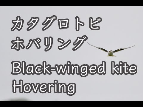 【Birds】カタグロトビ ホバリング Black winged kite Hovering 野鳥撮影４K