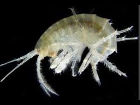 Обитатели пруда / Беспозвоночные животные / Под Микроскопом