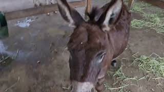 Meet Buddy the smartest miniature donkey on my farm