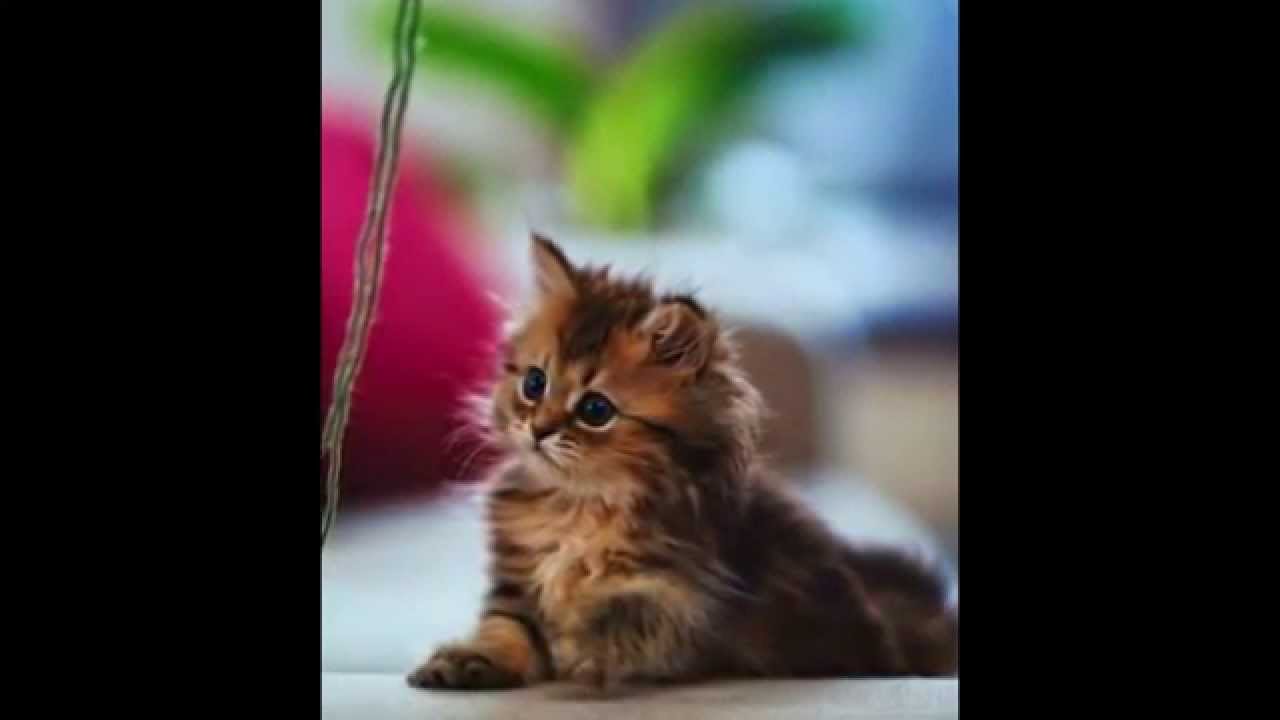 les plus beaux chatons et chiots du mondes - YouTube les plus beaux chatons et chiots du mondes - YouTube