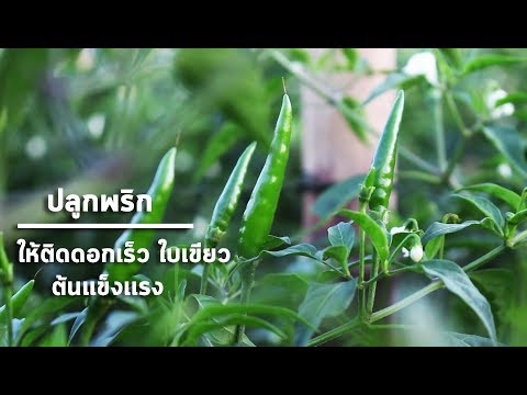 ปลูกพริกให้ติดดอกเร็ว ใบเขียวต้นเเข็งเเรง