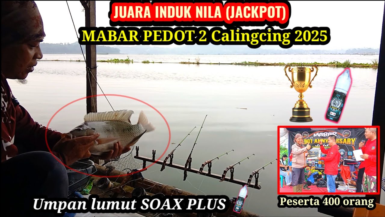 JUARA INDUK NILA (JACKPOT) di Mabar Pedot 2 Calingcing 2025 | SOAX PLUS || MANCING CIRATA