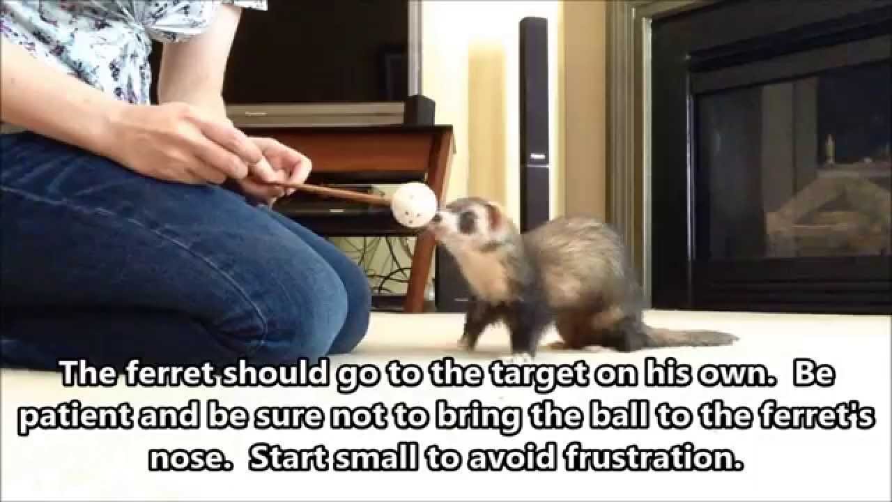 How to Target Train Your Ferret Part 1 YouTube