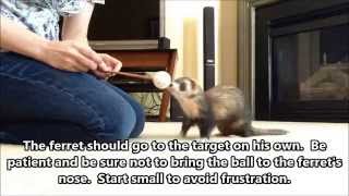 How to Target Train Your Ferret: Part 1