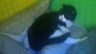 My stoner cat