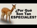 🦙 ¿Qué COMEN las VICUÑAS y Cuáles son los BENEFICIOS de Estos VERTEBRADOS? - Animales Salvajes