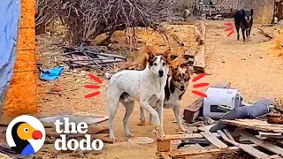 Guy Spends A Year Winning Over Feral Dog In The Desert | The Dodo