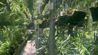 Inside world of Andy’s Orchid