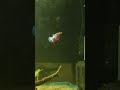 Eye bulge to my betta🥺 #aquarium #fishkeepinghobby #aquascapegallery #trending #fish #growth #viral