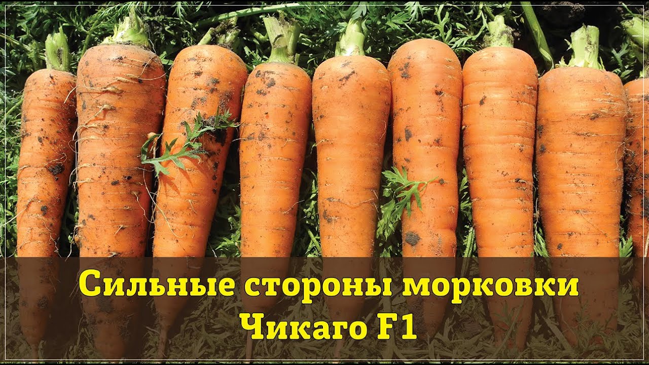 Морковь Шантане Описание Сорта Фото