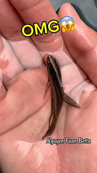 catching wild betta fish#bettafishtank #betta