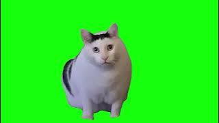 HUH Cat Meme Green Screen