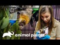 Rescate y tratamiento de zorros voladores | Los Irwin: Robert al rescate | Animal Planet