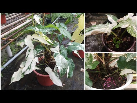 Video: Inch Plant Houseplant: Làm thế nào để chăm sóc cho cây trồng của tôi