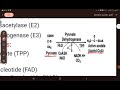 Kreb S Cycle دورة كريبس 