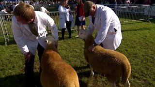 Defaid Cheviot Tiroedd y Gogledd | North Country Cheviot Sheep