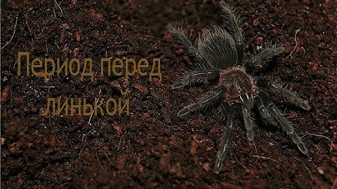 Подготовка паука к линьке