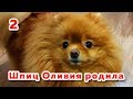 🐾 Собака после родов. Сколько щенков у шпица Оливии. Роды шпица