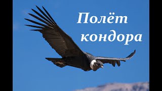 Полёт кондора. Condor fly. El condor pasa. Кондор летит.