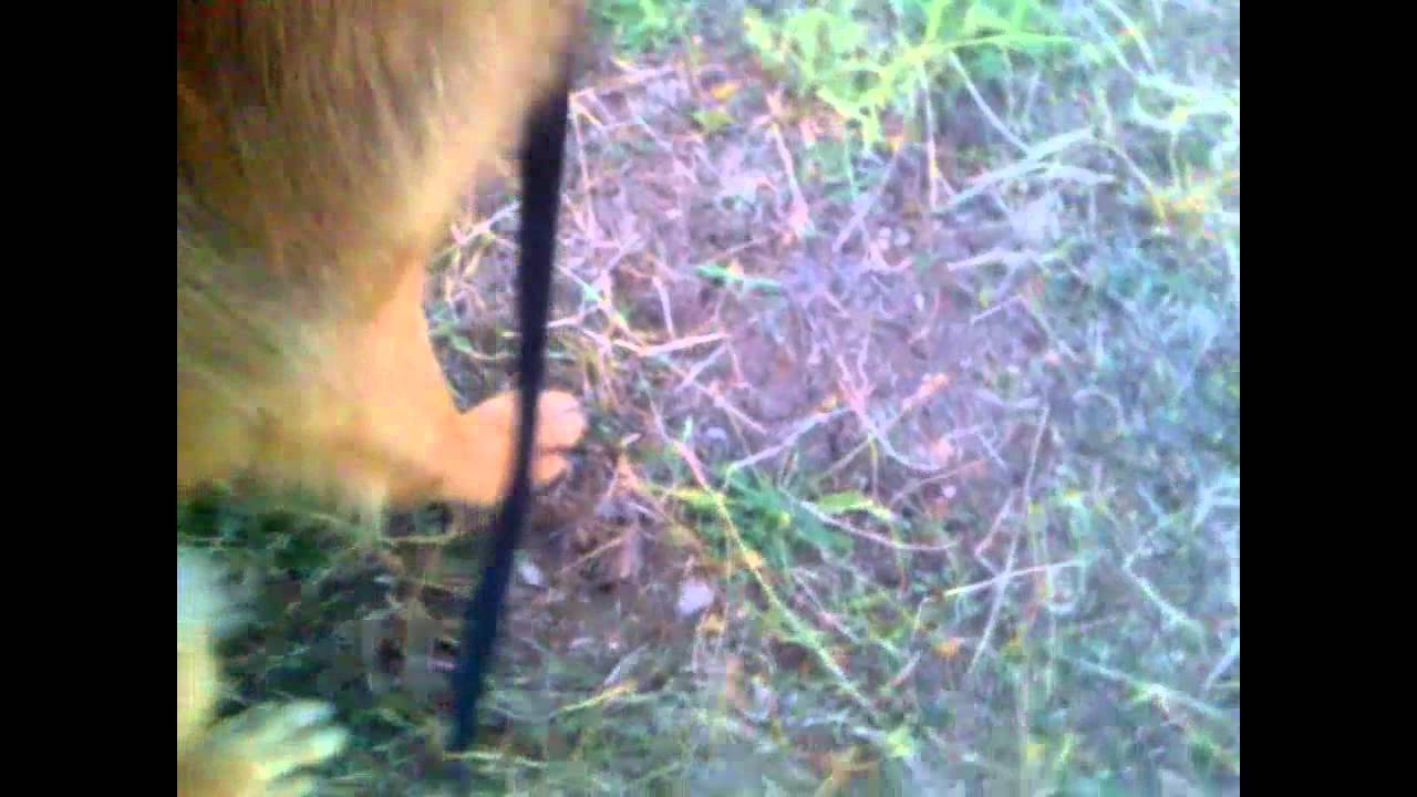 Groming German Shepherd With Furminator YouTube