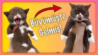 BÜYÜMÜŞTE AŞI OLMAYA GELMİŞ!  (Sevimli Kedi ÇİKOS aşı oldu)