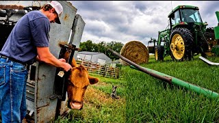 A Day In The Life of an American Cattle Rancher 