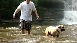Olde English Bulldogge at Pixley Falls New York, akc registered English Bulldogs puppies, 6 Month Old English Bulldog, Bruno! Bulldog Training in Northern Virginia, Redgatorkennels Olde English Bulldogges Central Texas, English bulldog puppies for sale