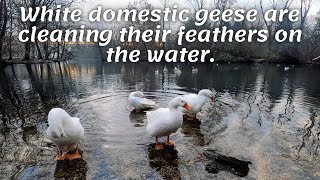 White domestic geese are cleaning their feathers on the water.