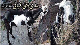 Mari phali qurbani ka janwar|Qurbani ka Janwar 2023|Bakara Eid 2023||@Masood Attari Tv