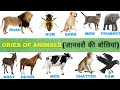 Cries of Animals and Birds | Animals and Birds Sounds | जानवरों की बोलियां | English Vocabulary