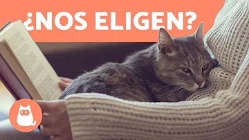 ¿El gato es fiel a su dueño?