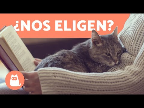 Video: Los Gatos Saben Cómo Anticiparse, ¿es Así?