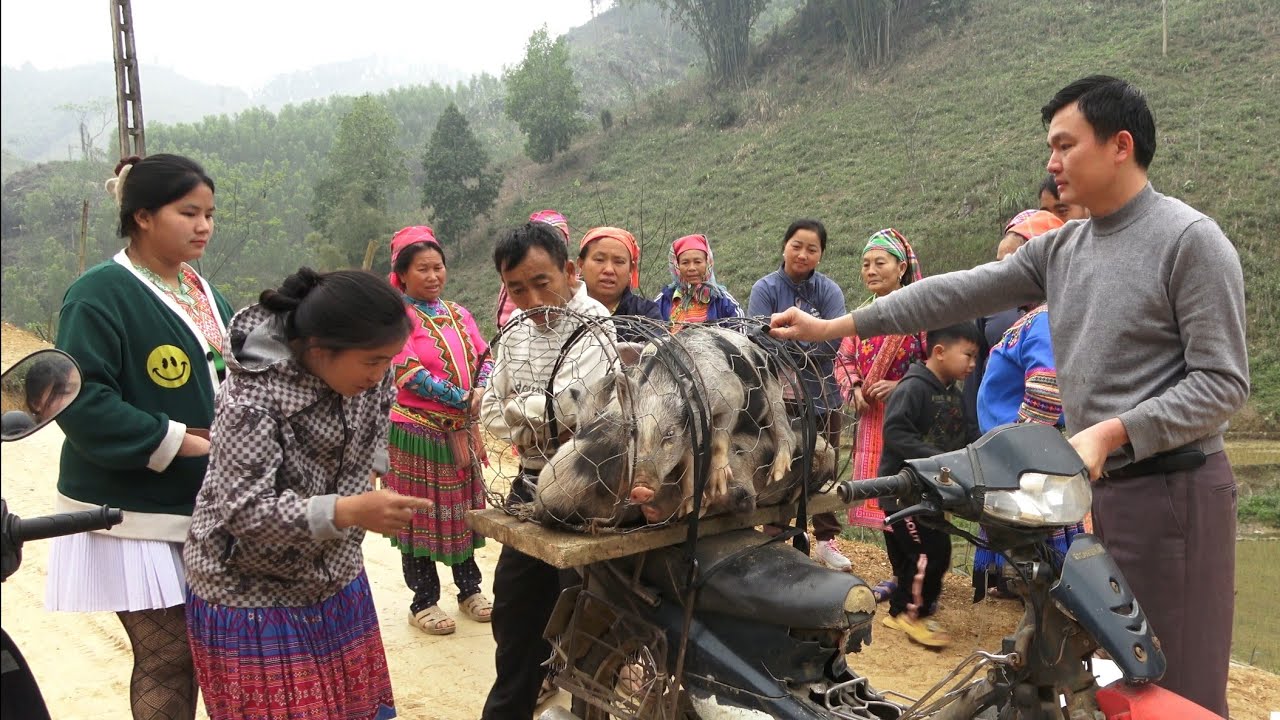 Продолжайте продавать свиней и строить новые коровники.  Роберт |  Зеленая лесная жизнь