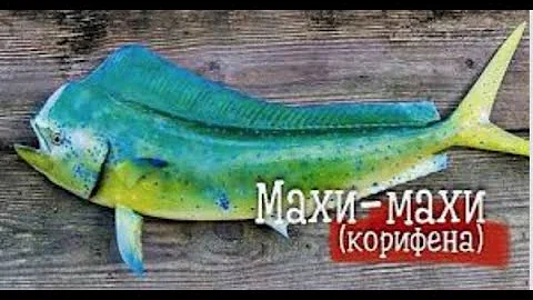 GS5981 Махи-махи. Можно отравиться!!