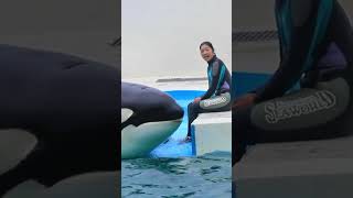 お茶目なシャチとトレーナーさん最高♥ #Shorts #鴨川シーワールド #シャチ #Kamogawaseaworld #Orca #Killerwhale